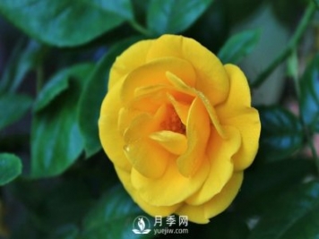 怎样能使南阳盆栽月季花期长、开大花？