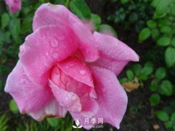 南阳月季花想长得好看，要学会的小技巧