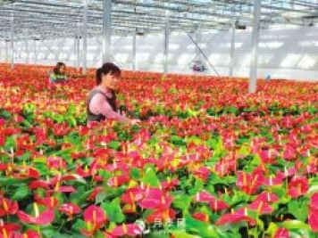 临汾大宁：花卉经济助力产业转型