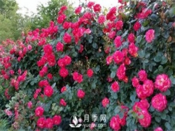 花魂月季品种介绍