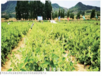 平邑县范学明把金银花变成乡亲致富的“金疙瘩”