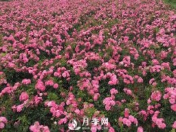 地被月季主要应用于城市绿地建设