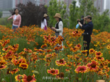 平顶山区湛南路花海大道上月季繁花似锦