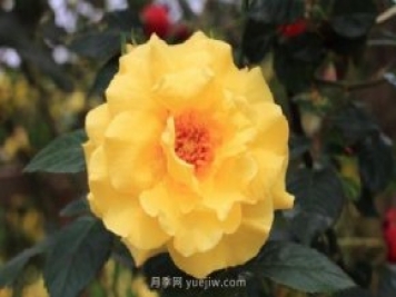 月季花修剪及施肥时间和方法
