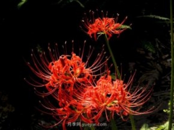 彼岸花(曼珠沙华)的形态特征和习性文化