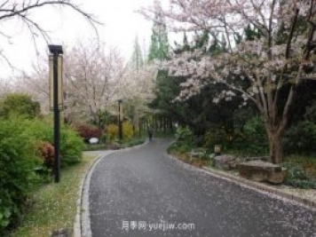 实测3款“识花小程序”，让你再也不愁认错花