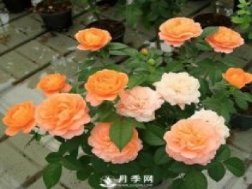 月季花黄叶怎么办？注意4个细节，叶片绿又亮