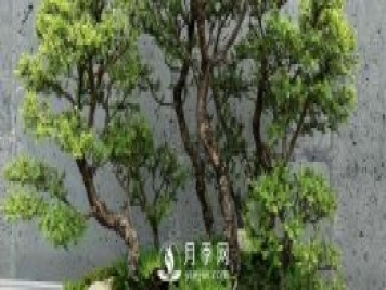 榕树盆景的养殖方法和注意事项