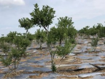 临沂莒南北美冬青苗圃基地，可以做出上亿产值