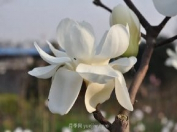 家庭玉兰花养殖技术