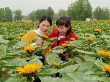 南阳唐河：桐寨铺镇花卉种植基地为乡村振兴锦上添花