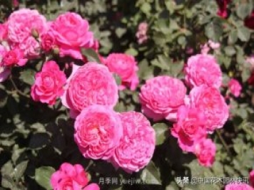 月季创新联盟评出百个月季品种 百年百花献礼建党百年