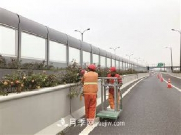 杭州市35万株高架月季花进入冬季修剪期