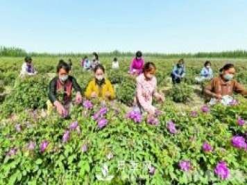 新疆于田：打造玫瑰产业 带动村民致富