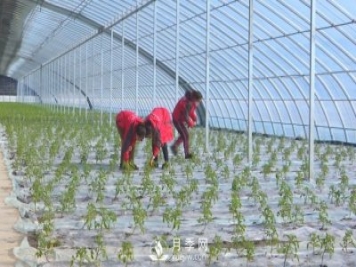 阿克苏：千亩万吨蔬菜产业基地助推乡村振兴