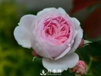 处暑过后需要你这样养护月季 开花还能美一波