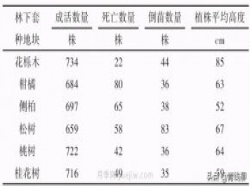 不同树种林下套种黄精种植技术初探