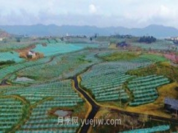 四川南充：构建特色农业产业体系 打造乡村振兴样板
