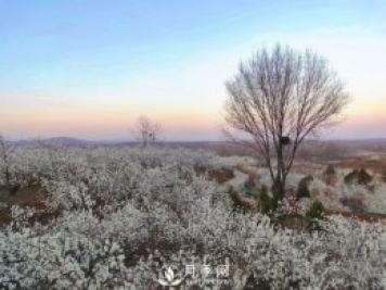 南阳美景：闻香赏花 莫负春光