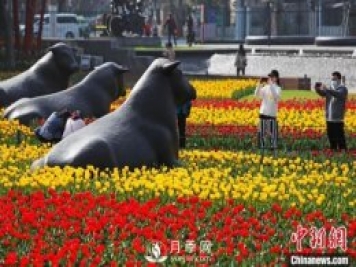 上海：民众户外赏花郁金香感受生活