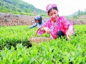 兰陵乡村振兴：广袤田间铺展多彩画卷