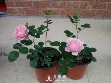 种养月季要多大的花盆合适？