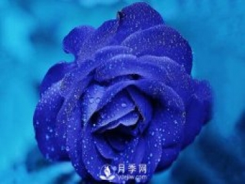 切花月季如何染色？月季与玫瑰有什么区别？