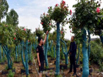 古桩月季繁花似锦，美丽经济花开镇平