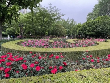 上海复兴公园月季园，月季花开献给市民的视觉盛宴