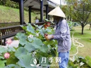 荷叶被虫咬有十来天了 咋办