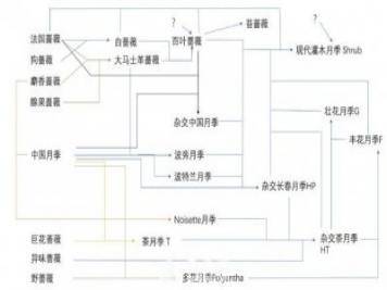 月季育种历史图谱