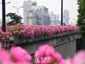 杭州高架“网红月季花”都有那些品种？