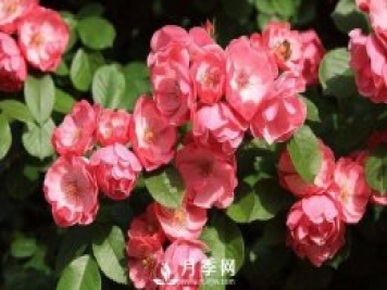  月季开花多 颜色艳丽 你要这样做