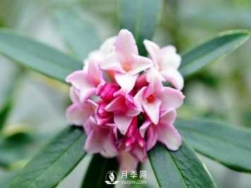 金边瑞香，偷得百香集一身