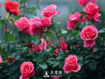 月季如何才能多开花？月季怎么开花多？