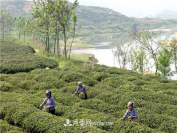 南阳桐柏：科技助力茶乡再添茶香