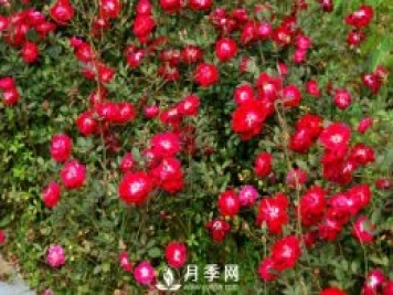 月季不开花？来排查一下养护上的原因