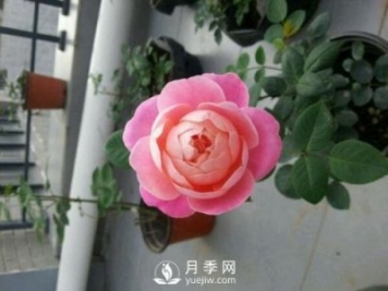 梦之光环月季，颜值高花瓣一层层，太美了