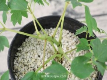 洛阳牡丹花什么时候开花