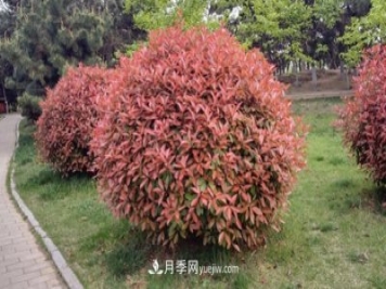 红叶石楠各种树型修剪方法