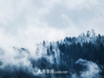 园林月季苗木冬季养护工作要注意哪些问题？