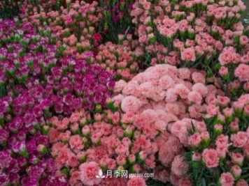 中国6大花市，全国花卉批发市场介绍