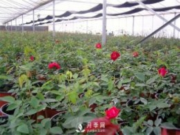 种植一亩玫瑰花的利润