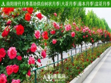 月季网为您推荐供应观赏价值很高的月季——树状月季