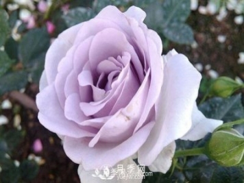 丰花月季开花期的养护管理