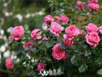 藤本月季的施肥和浇水方法与种植时间