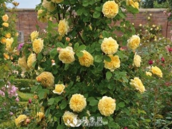 丰花月季病虫害防治方法