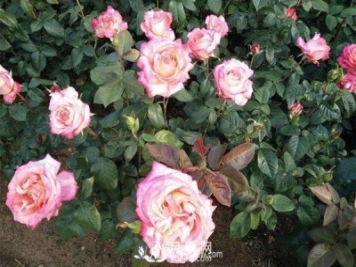 花卉按生态习性如何分类