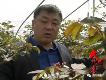创新带动南阳月季产业新发展——王超