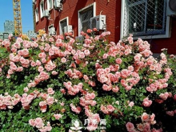 蔬菜花卉研究所喜添9个月季菊花新品种